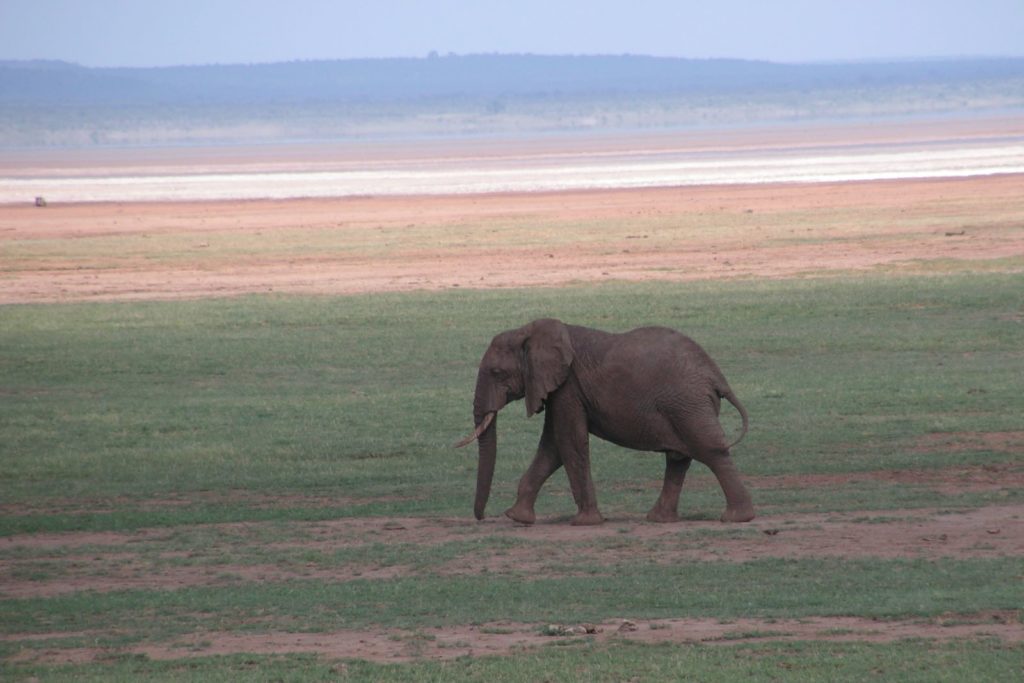 Samotny słoń w Ngorongoro - fot. Jerzy Kostrzewa