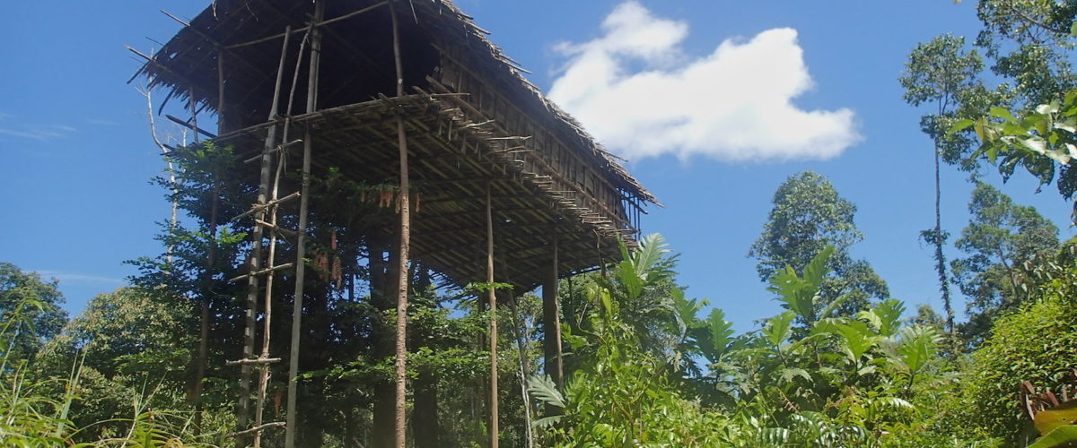 Dom Korowajów na drzewie Papua Zachodnia , fot. Jerzy Kostrzewa