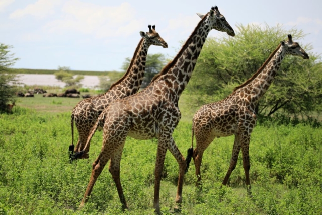 Żyrafy w Parku Narodowym Lake Maniara , Tanzania, fot. Jerzy Kostrzewa