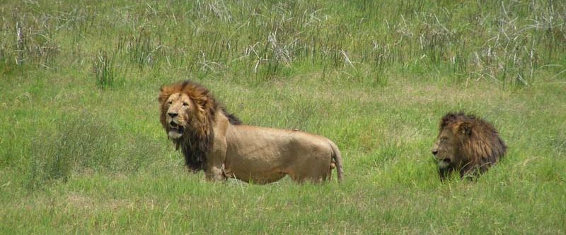 Lwy w Ngorongoro , fot. Jerzy Kostrzewa