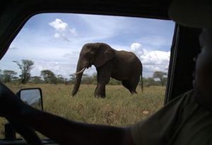 Safari w Tanzanii i Zanzibar