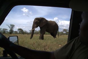Safari Ngorongoro fot Jrzy Kostrzewa