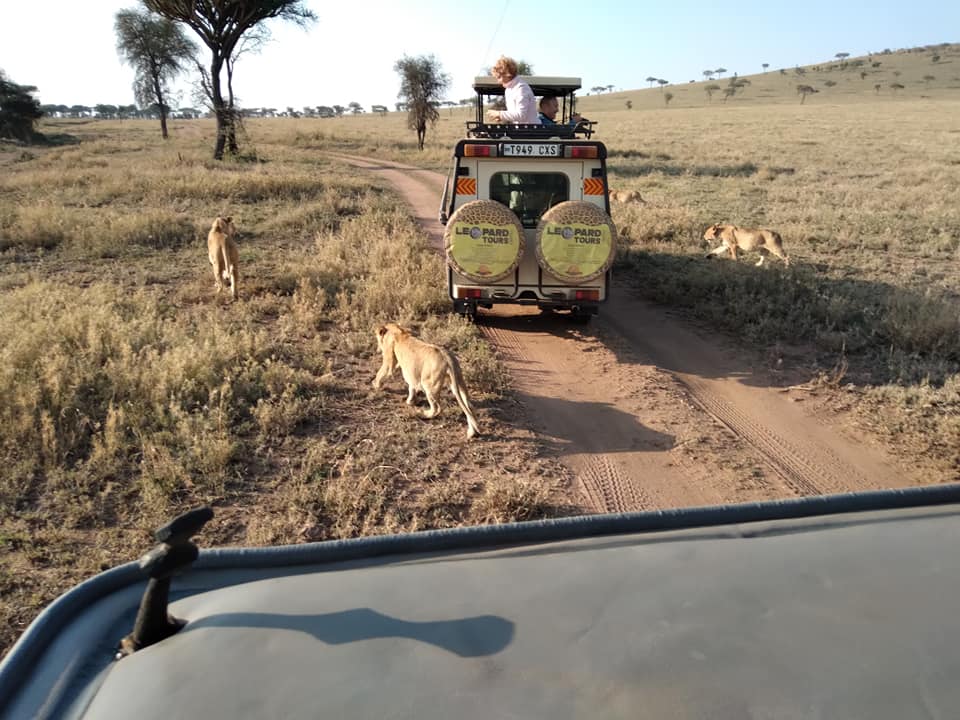 Na Serengeti, lwy o poranku - fot. Jerzy Kostrzewa