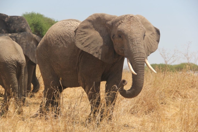 Słonie na Serengeti , fot. Jerzy Kostrzewa