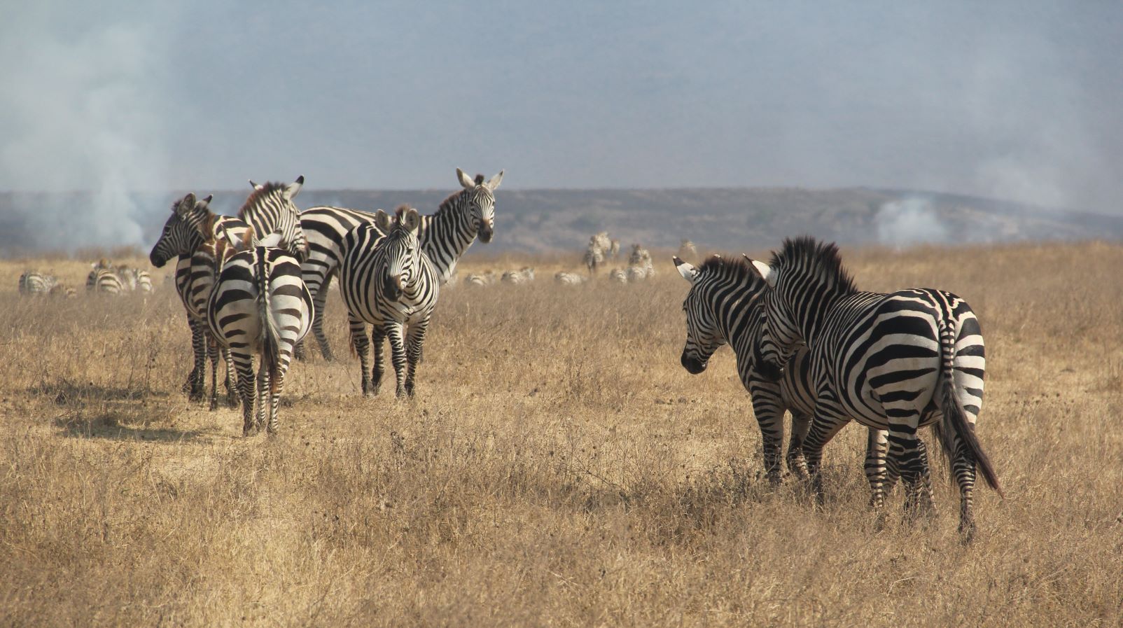 W Kraterze Ngorongoro fot. Jerzy Kostrzewa