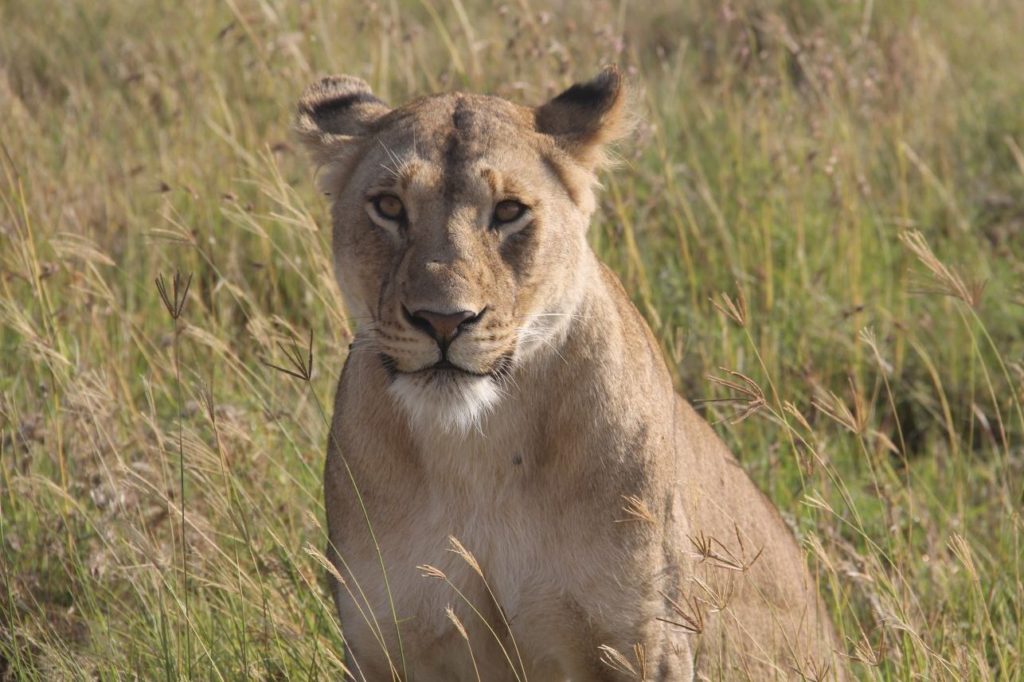 Lwica na Serengeti fot.Jerzy Kostrzewa
