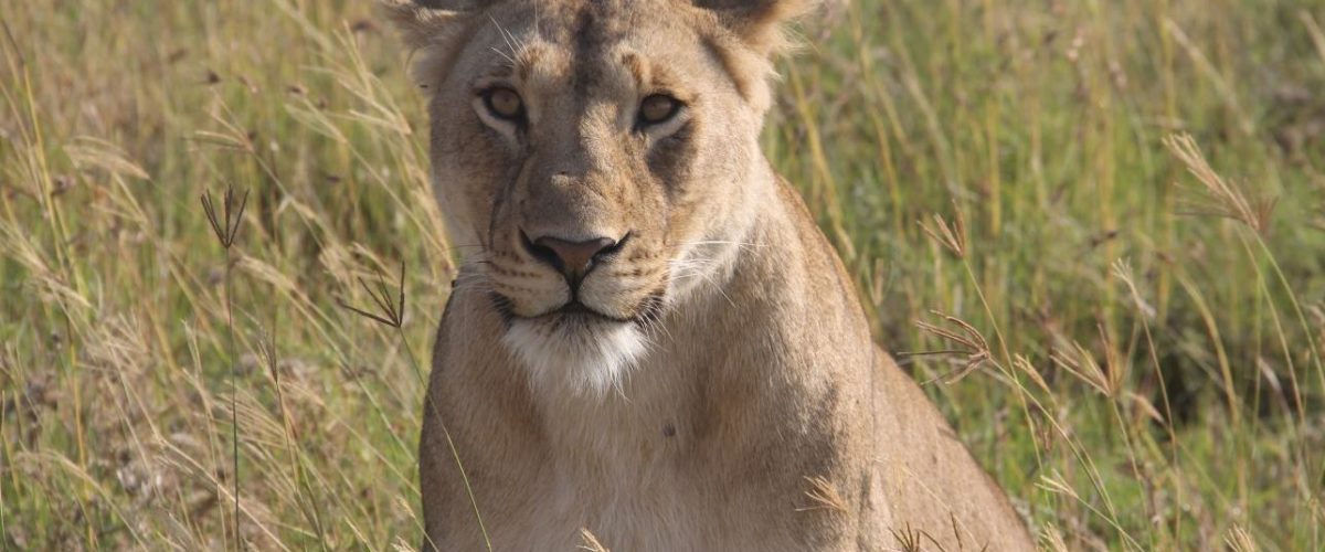 Lwica na Serengeti fot.Jerzy Kostrzewa
