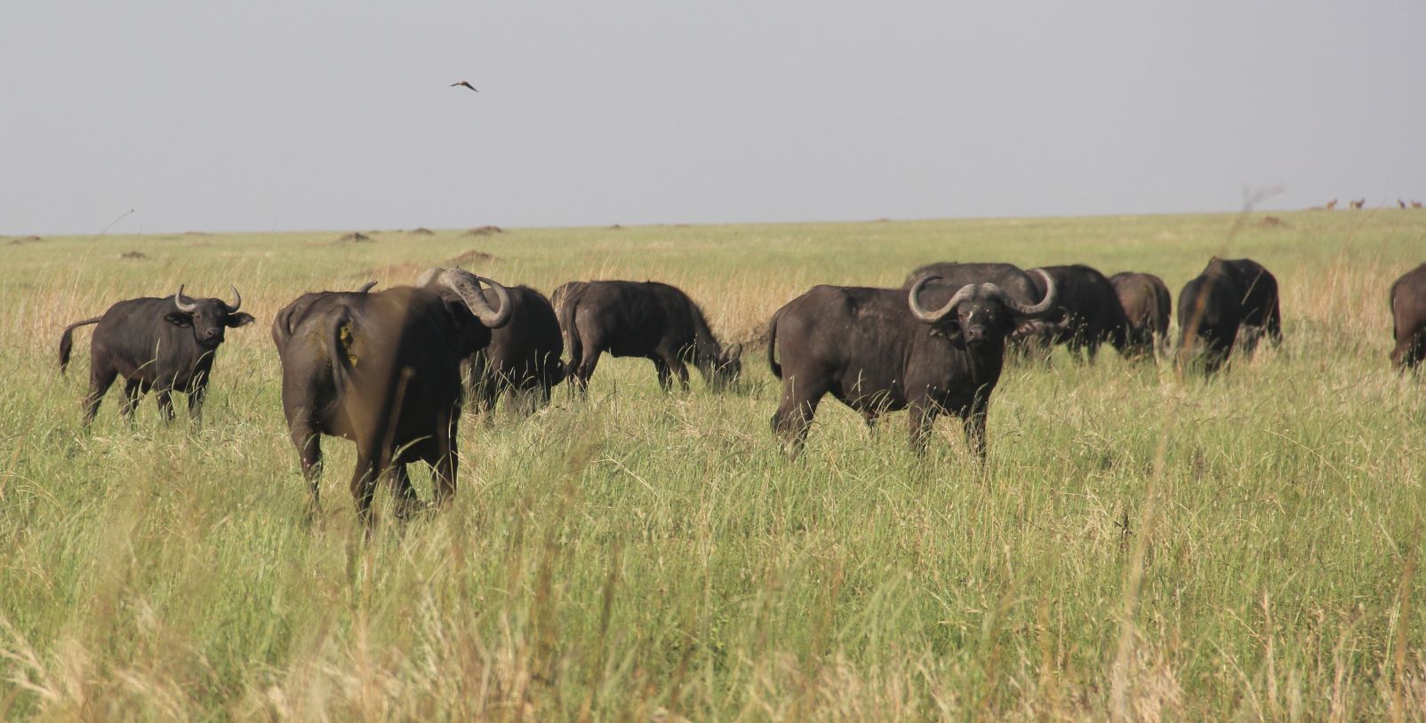 Serengeti fot.Jerzy Kostrzewa
