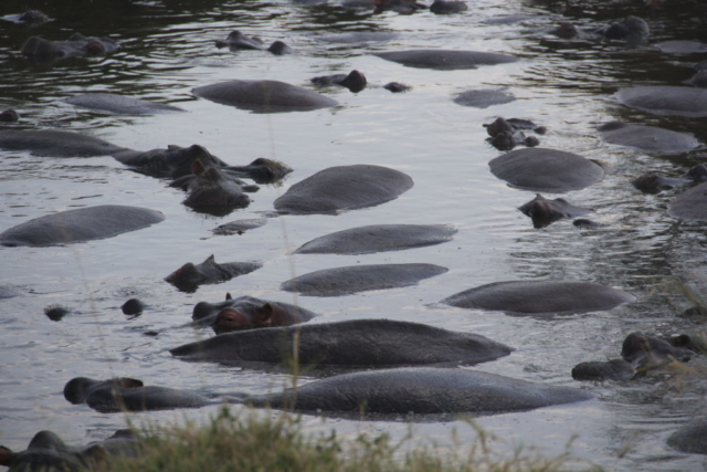 Hipopotamy na Serengeti fot.Jerzy Kostrzewa