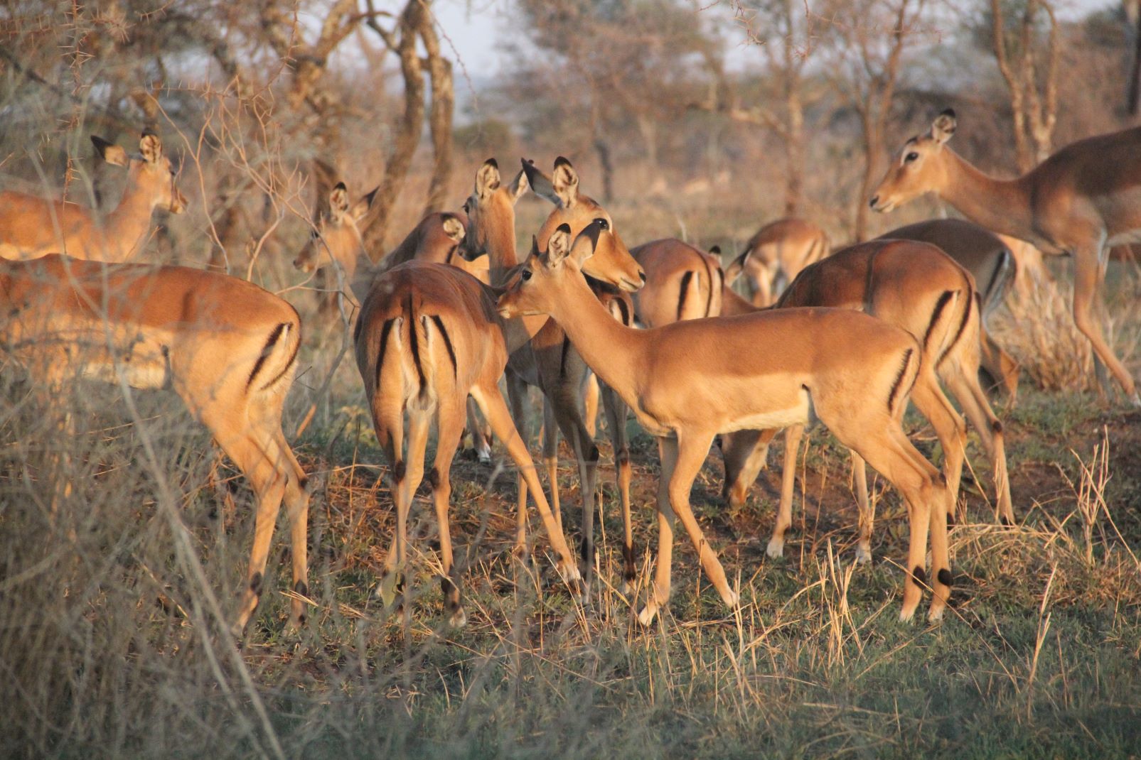Antylopy na Serengeti fot. Jerzy Kostrzewa