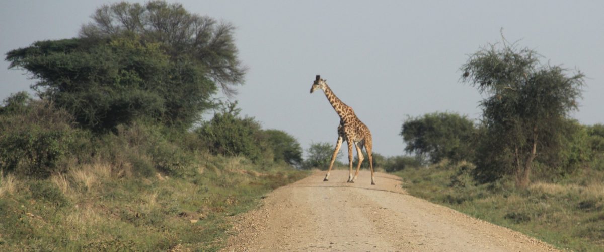 W drodze na Serengeti fot.Jerzy Kostrzewa