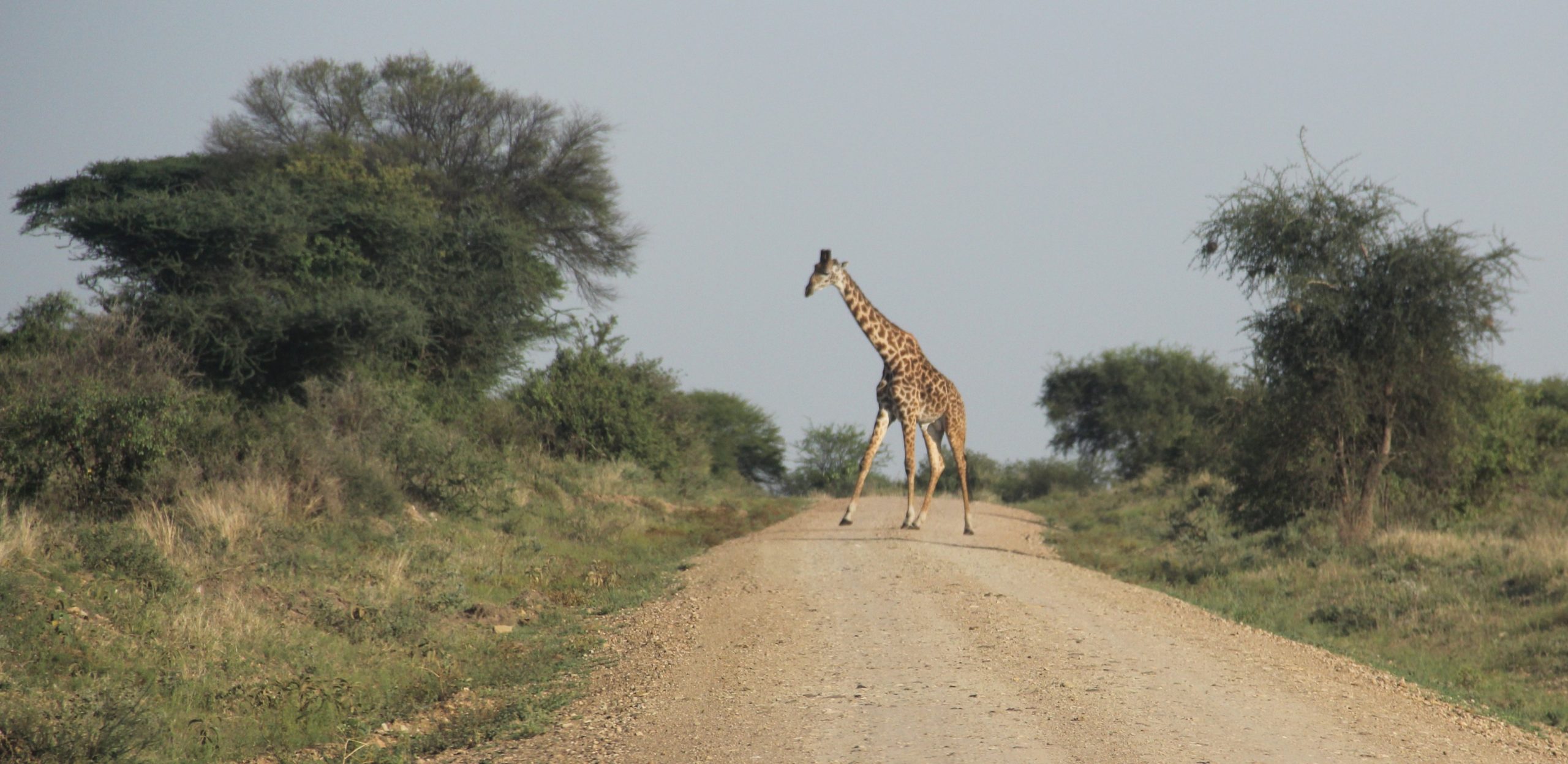 W drodze na Serengeti fot.Jerzy Kostrzewa
