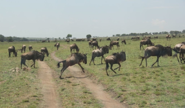 Gnu na Serengeti fot.Jerzy Kostrzewa
