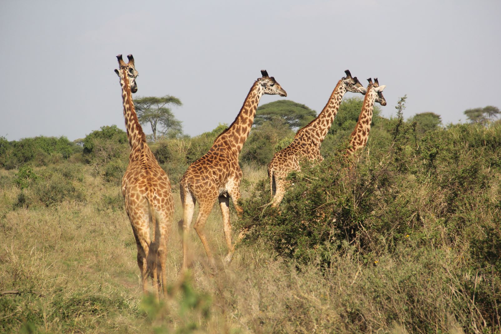 Serengeti fot. Jerzy Kostrzewa